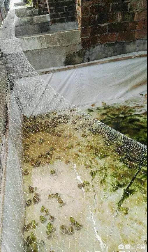 Piggery tardy empty column cannot find an outlet, the following means takes you to become rich