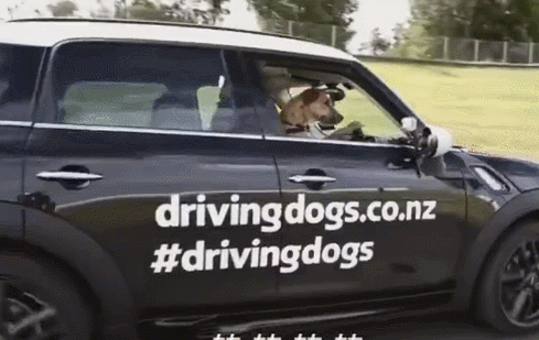 狗狗会开车是真的！8周训练之后，就一副老司机的样子了