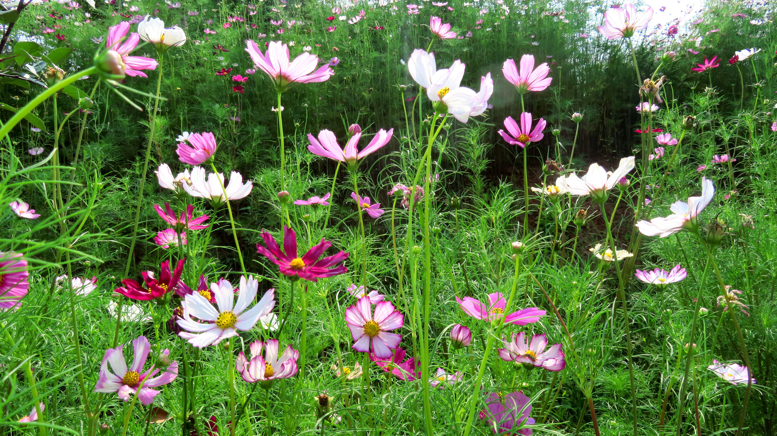 幸福花是什么花（人们把美丽勤劳的女孩比作格桑花）