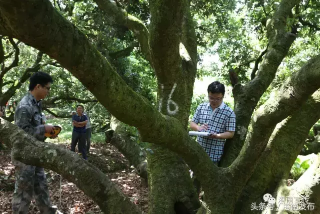 兴宁森林防火：守护绿水青山
