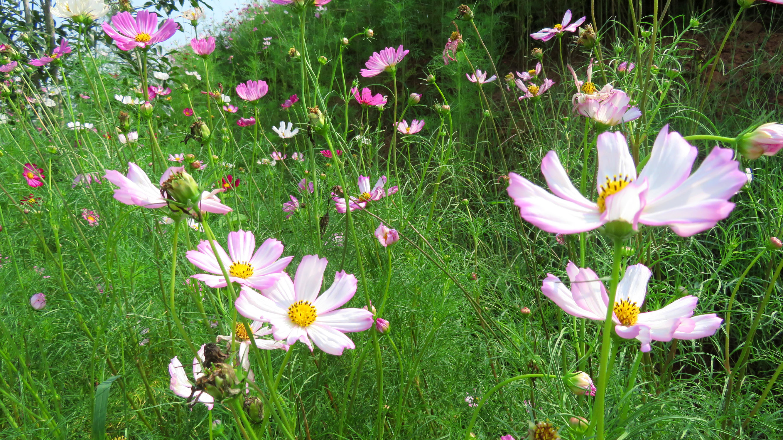 幸福花是什么花（人们把美丽勤劳的女孩比作格桑花）