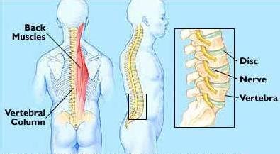脊髓分叉了--简介脊髓及椎管纵裂