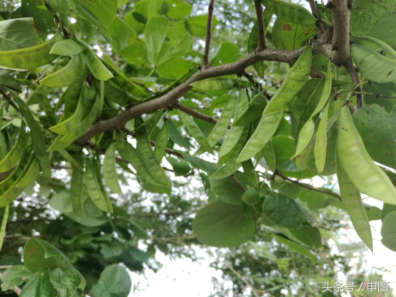 皂角的作用与功效是什么（教你简单自制皂角洗发液）