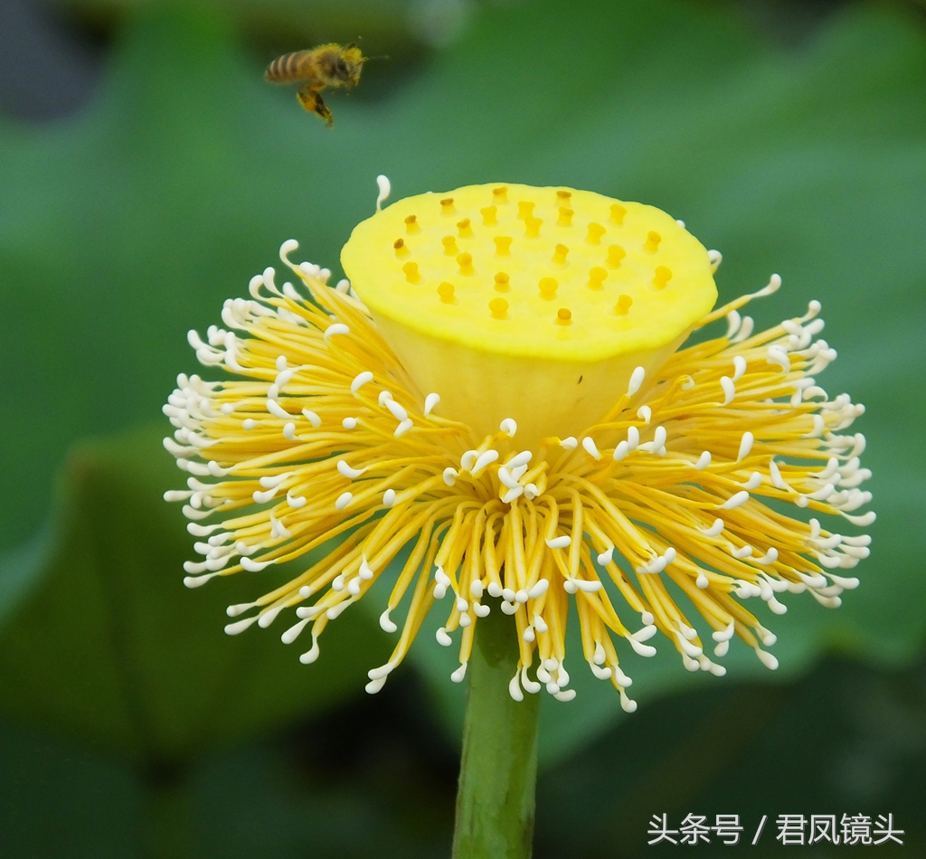 莲须煲鸡蛋的功效 -生活知识库-动动脑