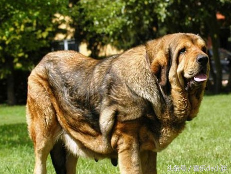 世界十大体型巨大的犬种 中华 神犬 榜上有名 天天看点