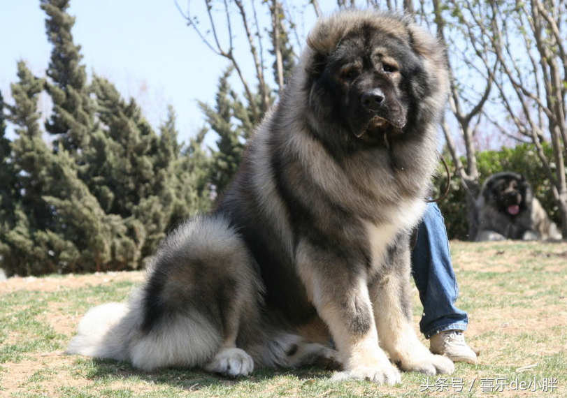 世界十大体型巨大的犬种 中华 神犬 榜上有名 天天看点