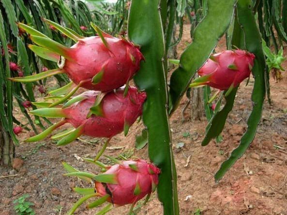 水果启示录——山竹，菠萝，榴莲的身世之谜
