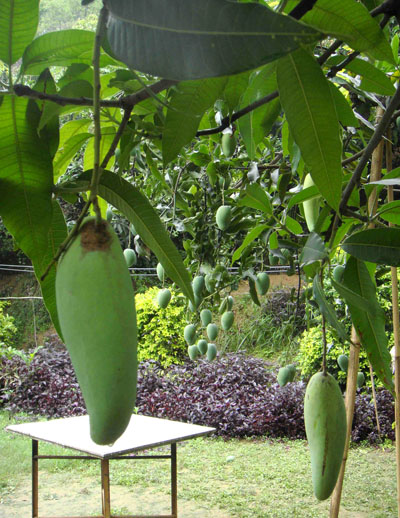 水果启示录——山竹，菠萝，榴莲的身世之谜
