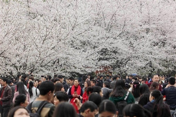樱花季武汉大学十佳好声音揭榜在即，就在3月18日