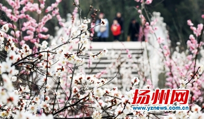 扬州成最受欢迎自驾游城市之一 瘦西湖成十佳赏花地