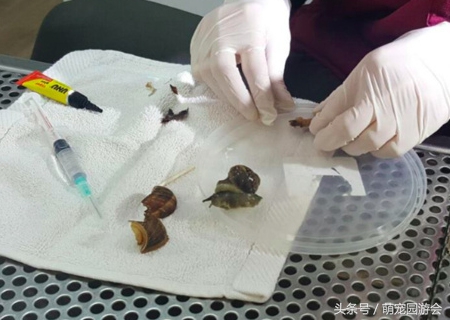 蝸牛殼碎了怎么搶救,蝸牛殼碎了怎么搶救過(guò)來(lái)的