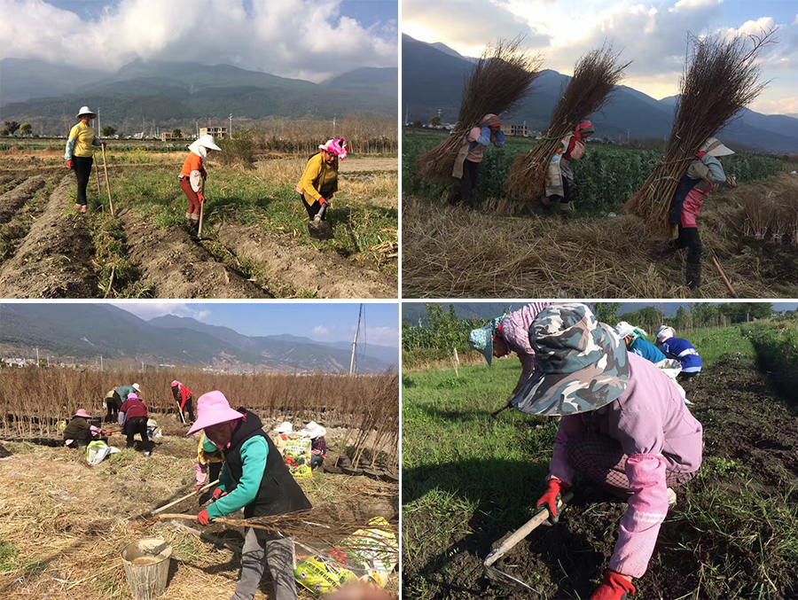 东北夫妻两个人跑云南开农场,原因竟然是