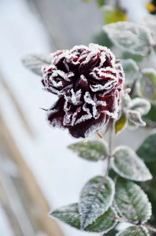 冰雪玫瑰 ! 从未见过 , 太漂亮了