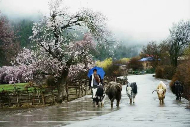 小众玩法 | 西藏这个地方,珍藏了中国最美的春天！