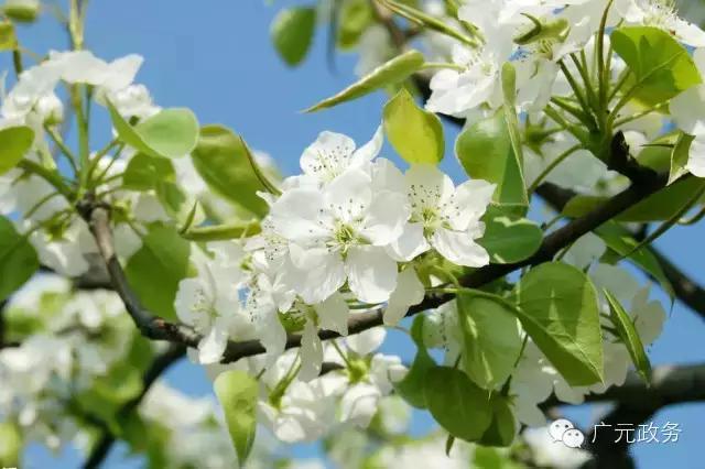 就在明天，苍溪梨花节开幕，千树万树梨花为你吐芳华！