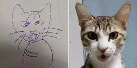 最近很流行的画自家猫，考虑过猫的感受吗？