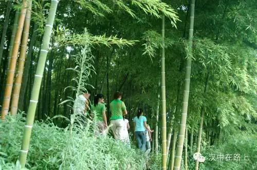 汉中南郑百亩楠竹海，是时候该去玩了！