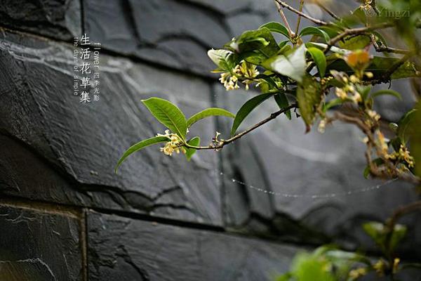 广州最美春季︱来石头记赏花、赏奇石两不误
