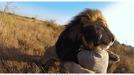 「中国狮子王」陈见星，带你走进坦桑尼亚，看奇妙动物世界