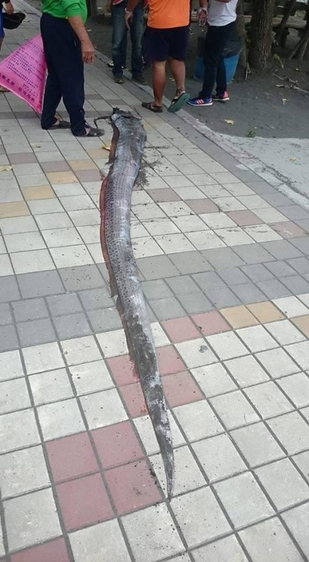 台湾海边惊现地震鱼 令居民感到非常惊讶 据说只在地震前后出现