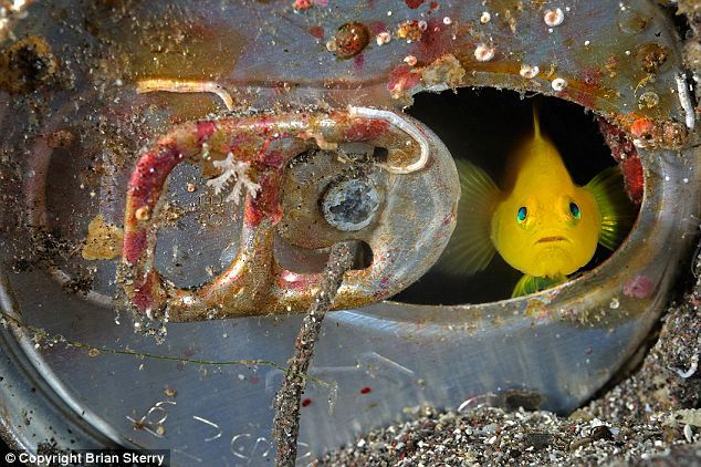 摄影师揭秘神秘深海生物生活