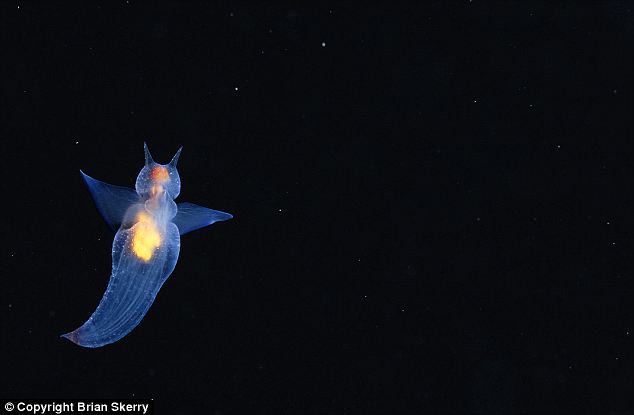 摄影师揭秘神秘深海生物生活