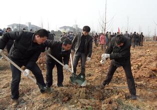 植树节万余名市民前往武汉三镇多处地点义务植树点植树