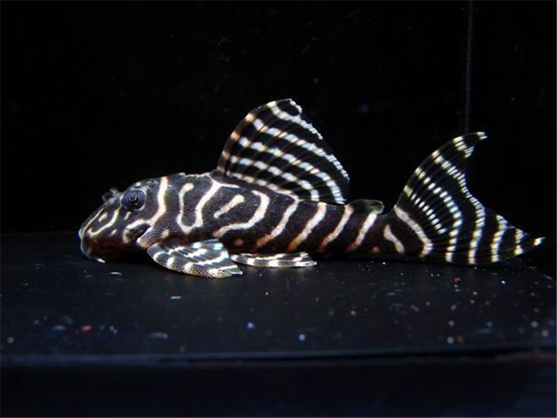 异形观赏鱼种类大全