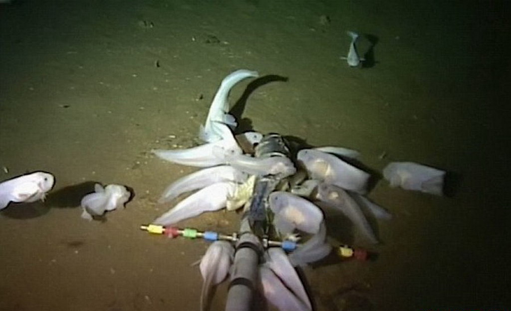 深海是个谜：随“蛟龙号”潜入世界最深处——马里亚纳海沟