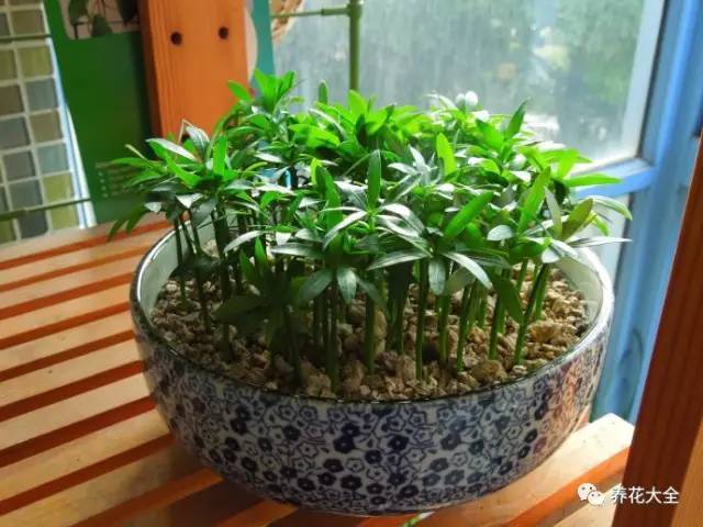 学会这20个小技巧，家里的花想养死都难！-第19张图片-农百科