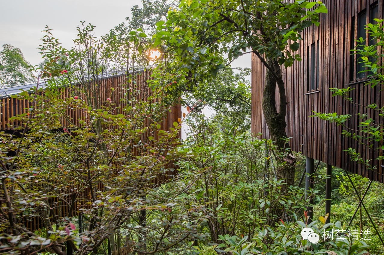 酒店暗访｜造价2亿的树屋生态酒店，是否符合野奢的心理预期？