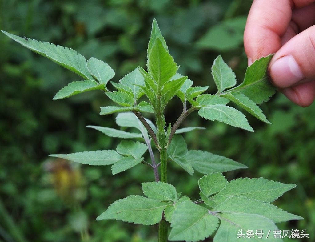 贤妻自制美味野菜:凉拌鬼针草!食药两用,抗癌养生又防病