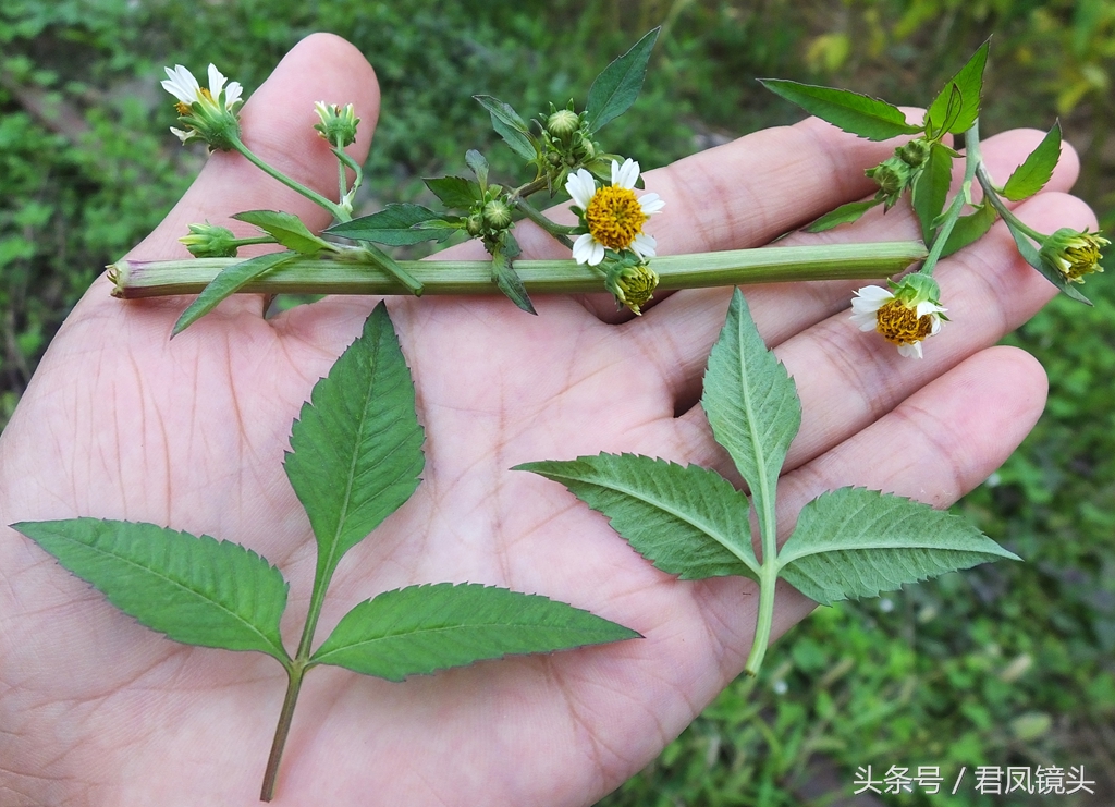 鬼針草對血壓具有良好的雙相調節作用,高血壓病人服了鬼針草可使血壓