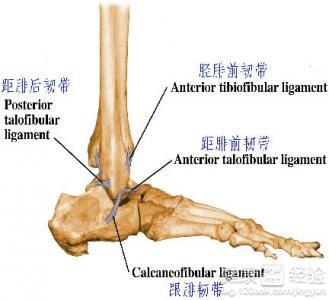 Ligament of ankle of Zhao afterwards Wei gets hurt, check a result, xiaozhao must quit game! 