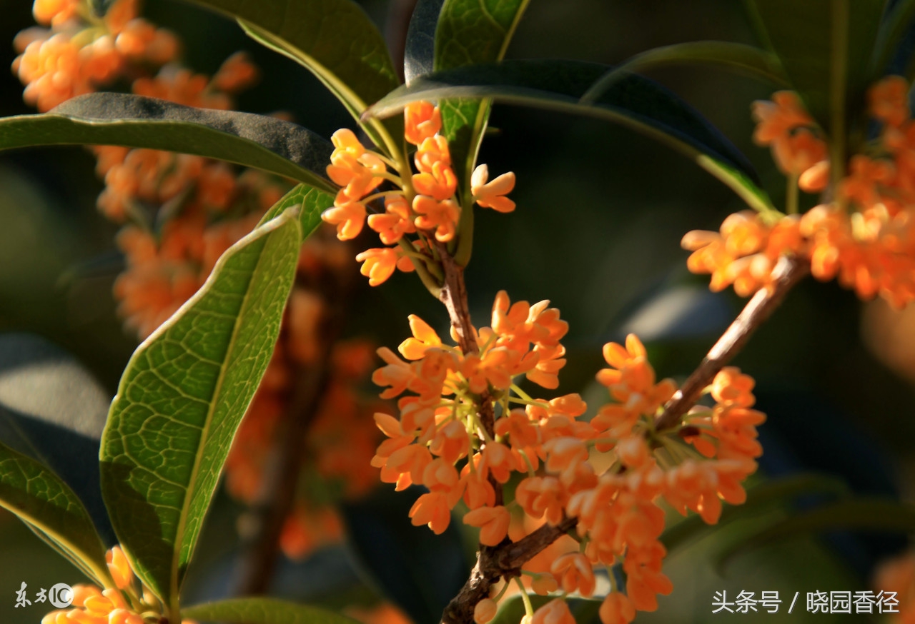 丹桂飘香是什么季节的景象，丹桂开放的季节