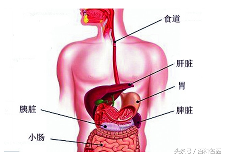 脾虚的人如何调理脾胃？最全补脾食物大全，幸好今天读到！-第1张图片-农百科