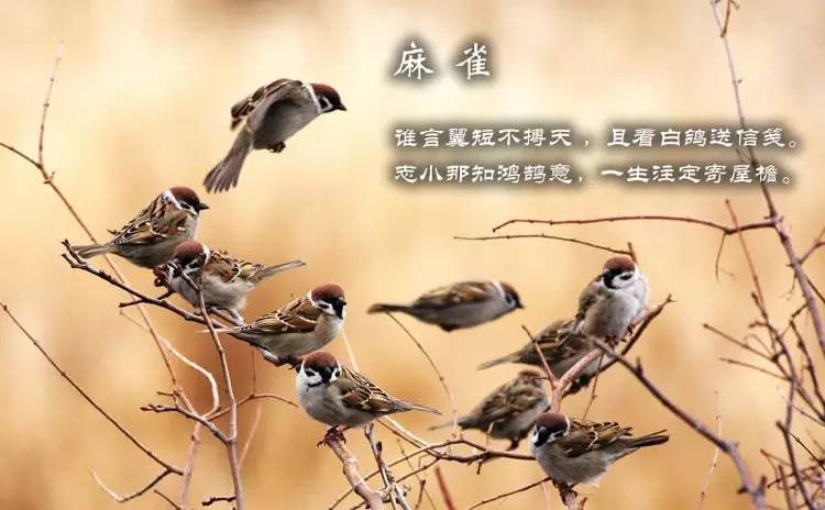 鸟语花香古诗词，婉转悦耳妙及了-第13张图片-非凡网