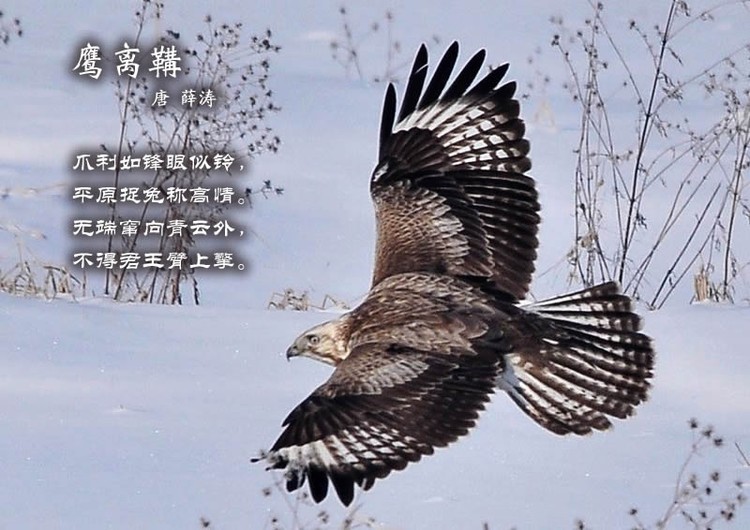 鸟语花香古诗词，婉转悦耳妙及了-第2张图片-非凡网