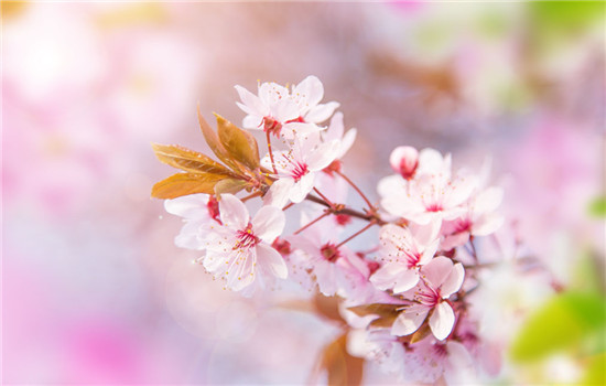 樱花的花语是什么 是代表这爱情与希望的象征吗 美文 蛋蛋赞