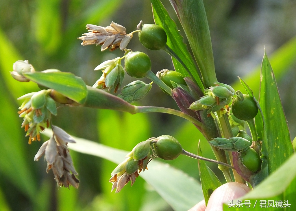 这种植物农民叫它“打碗子”，其实是野生薏苡！能食用吗？