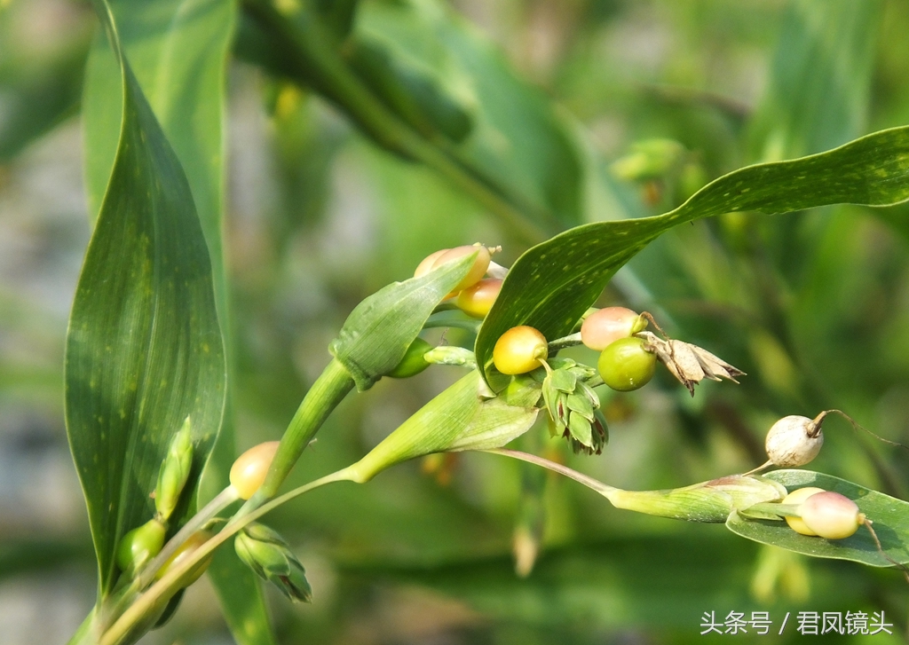 这种植物农民叫它“打碗子”，其实是野生薏苡！能食用吗？