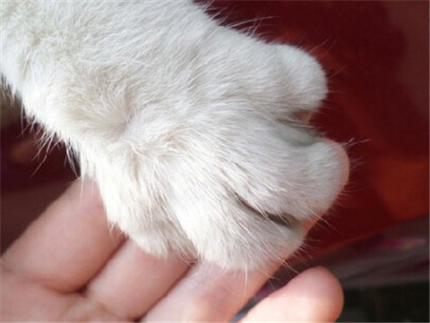 猫咪用爪子拍打你时，它想表达什么意思呢？