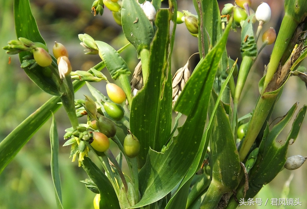 这种植物农民叫它“打碗子”，其实是野生薏苡！能食用吗？