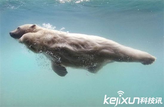 动物趣闻！两松鼠抢食功夫PK 北极熊爱上游泳-第6张图片-大千世界