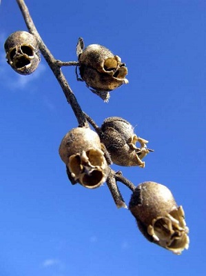 欧洲最受欢迎的“死亡之花”，在中国被称为“金鱼草”
