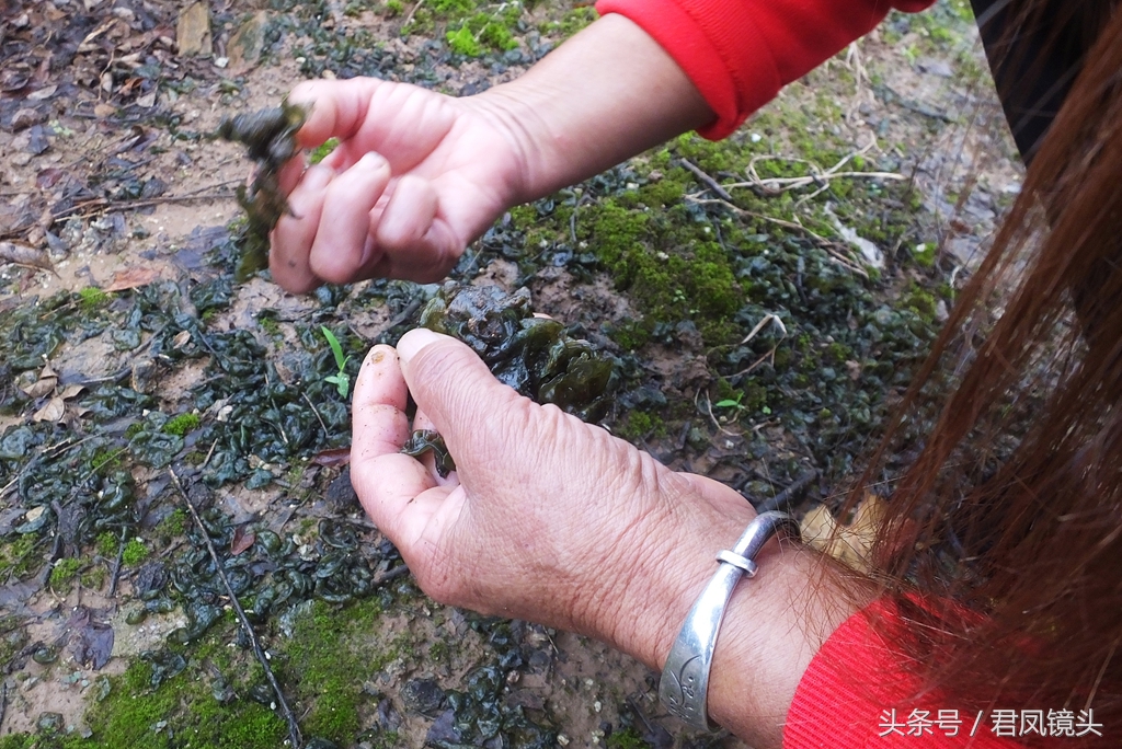 地皮菜的功效与禁忌地皮菜的功效与禁忌你知道吗