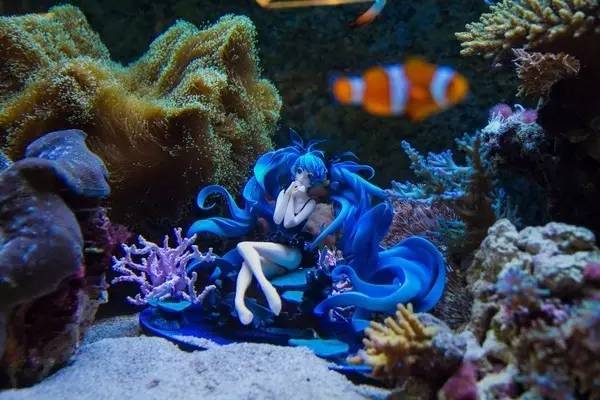 想养出让人羡慕的美缸,你需要这个