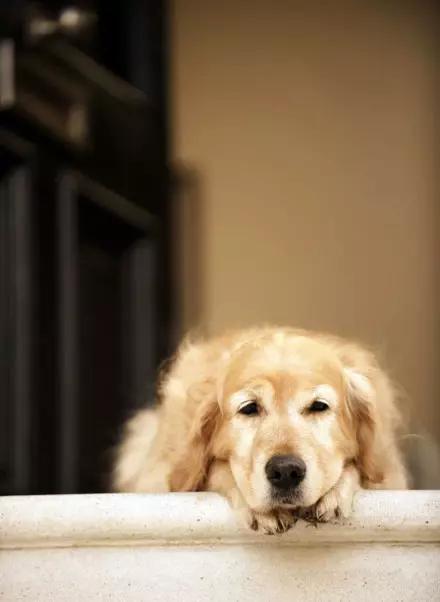 一只狗如果能活15年，就有7.5年的时间花在等待主人上面