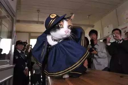 一只猫，救活了日本火车站