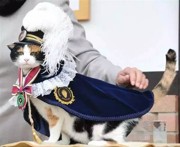 一只猫，救活了日本火车站